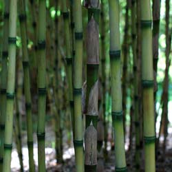 Bambu Chusquea couleou